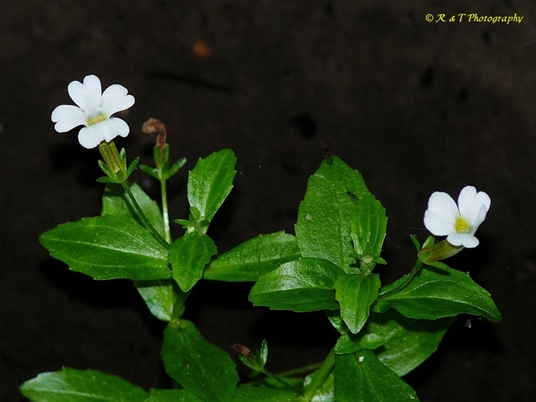 {Gratiola floridana}